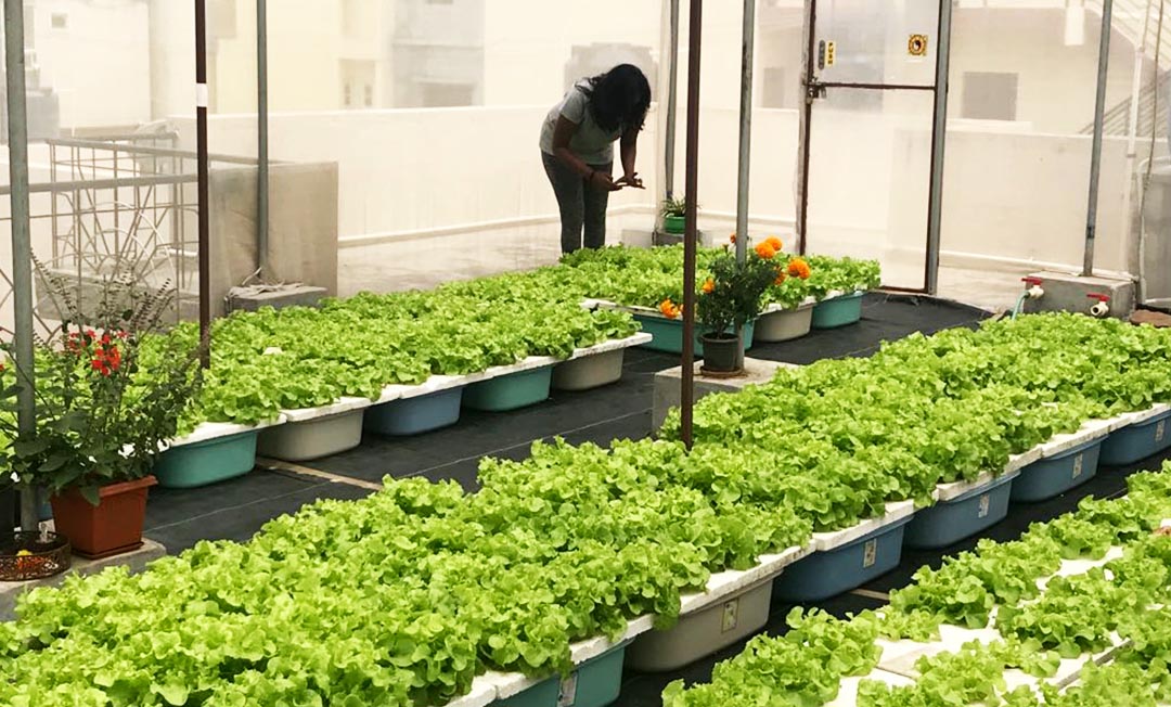 The Benefits of Hydroponics for Sustainable Agriculture